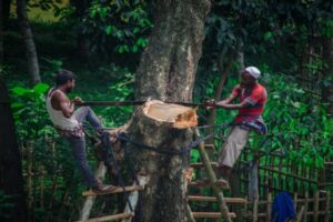 Illegal Tree Cutting