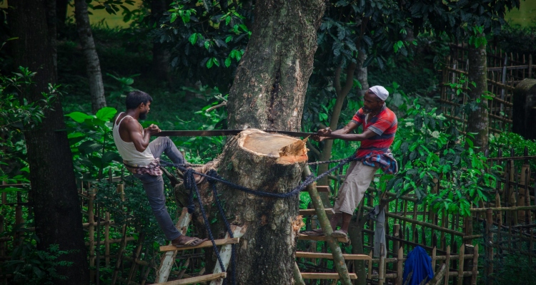 Illegal Tree Cutting