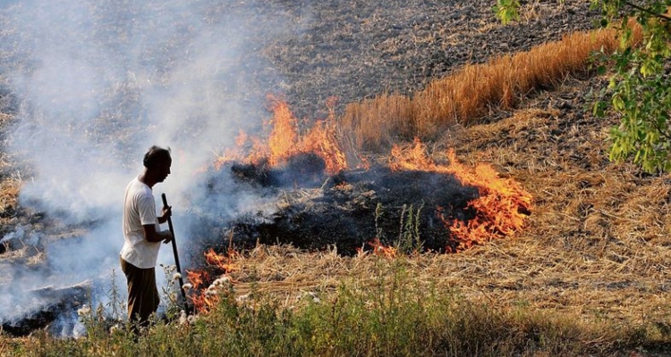 Stubble Burning