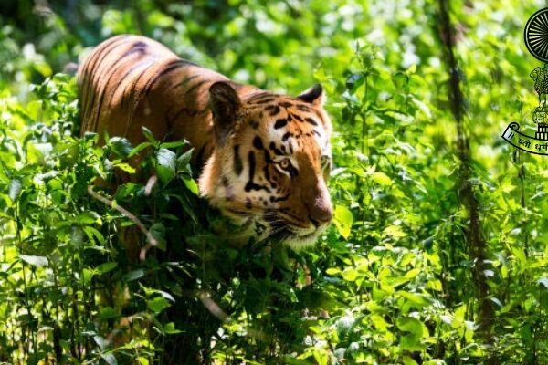 Corbett National Park