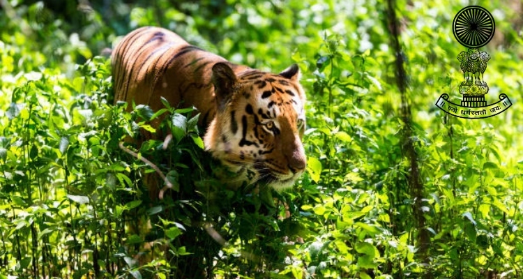 Corbett National Park