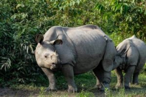 Kaziranga National Park