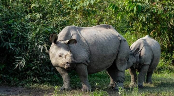 Kaziranga National Park