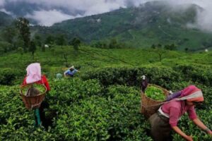 Assam Tea Corp