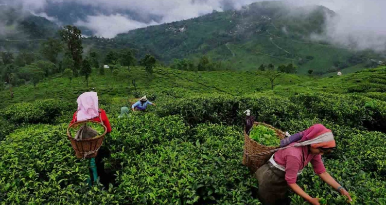 Assam Tea Corp