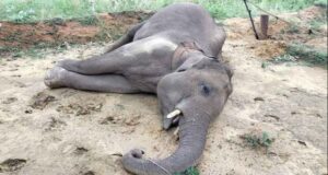 Bandhavgarh Tiger Reserve