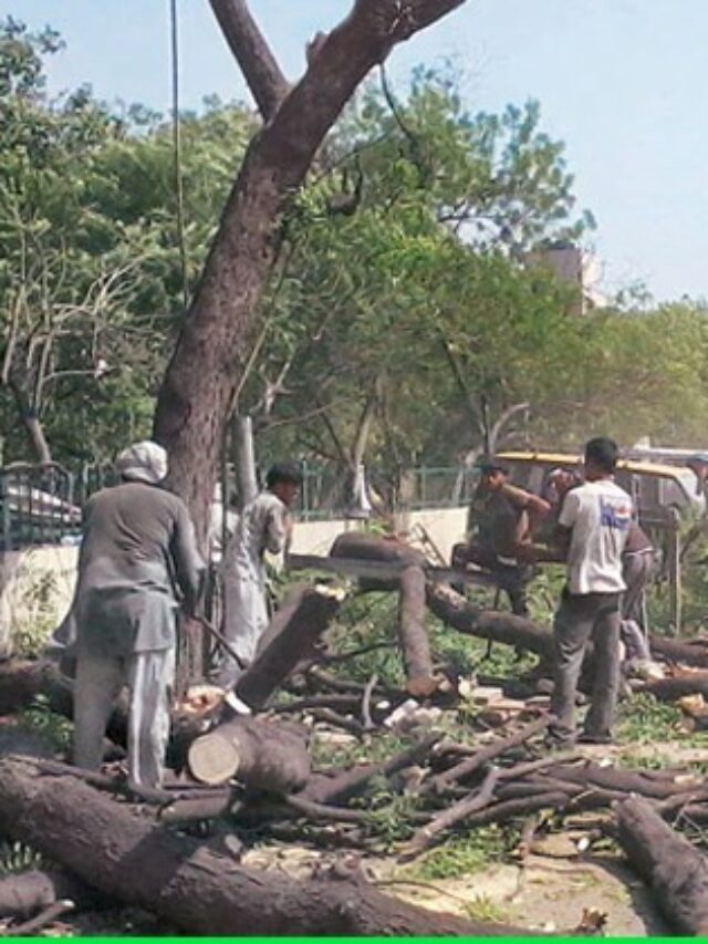 SC Lifts Stay On Tree Felling For Mathura-Jhansi Railway Line Construction