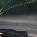 Snakebites Across Country