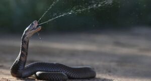 Snakebites Across Country