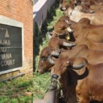 Punjab and Haryana High Court