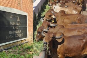 Punjab and Haryana High Court