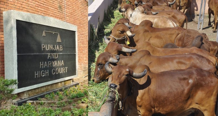 Punjab and Haryana High Court