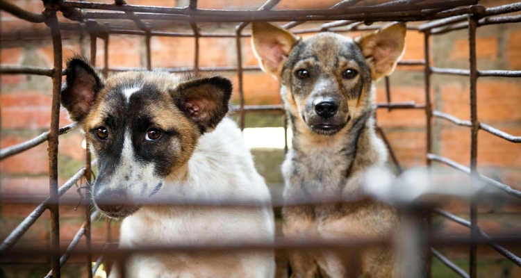 Disposal Of Leftover Food Inside Its Premises To Prevent Dog Bites
