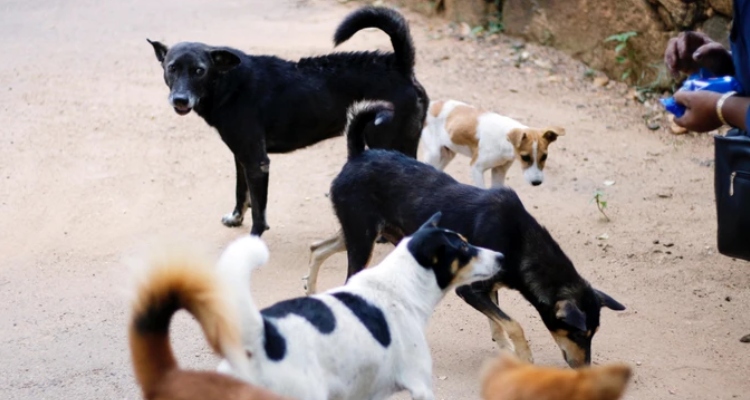 Supreme Court of India