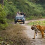 Satkosia Tiger Reserve