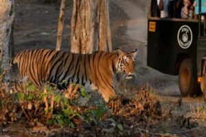 Tiger Reserve